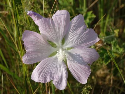 Malva unguiculata, photographed by Kostas Zontanos