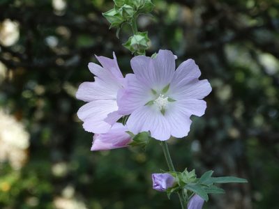 Malva unguiculata, photographed by Kostas Zontanos