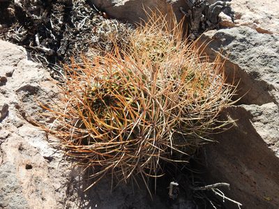 Lobivia ferox, photographed by Naturalist Tours
