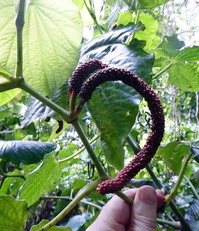 Piper latifolium, photographed by Peter de Lange