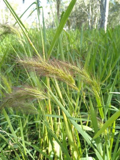 Echinochloa telmatophila, photographed by Tony van Kampen