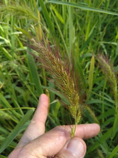 Echinochloa telmatophila, photographed by Tony van Kampen