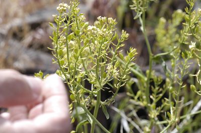Lepidium tiehmii, photographed by John Gaskin