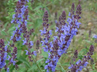 Salvia amplexicaulis, photographed by Kostas Zontanos