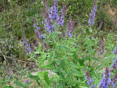 Salvia amplexicaulis, photographed by Kostas Zontanos