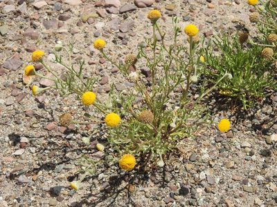Hymenoxys robusta, photographed by Naturalist Tours