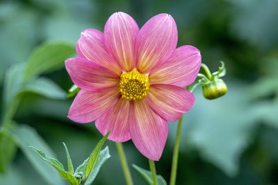 Dahlia pinnata, photographed by David F. Belmonte