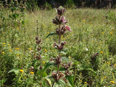 Phlomis samia, photographed by Kostas Zontanos