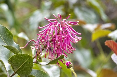 Oreocallis grandiflora, photographed by David F. Belmonte