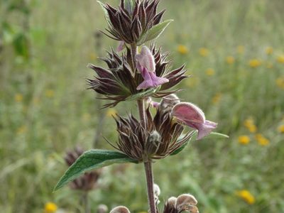 Phlomis samia, photographed by Kostas Zontanos