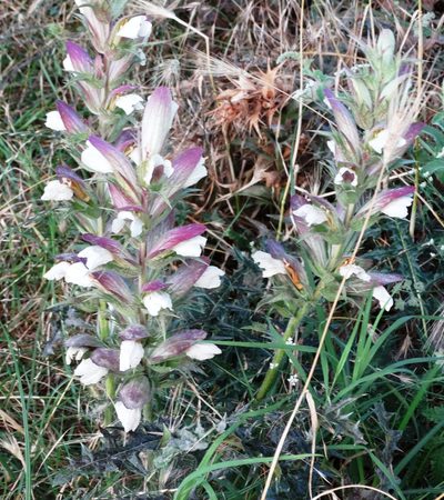 Acanthus spinosus, photographed by Kostas Zontanos