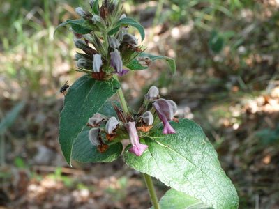 Phlomis samia, photographed by Kostas Zontanos