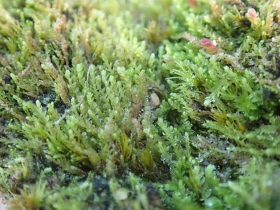 Solenostoma rubrum, photographed by Randal