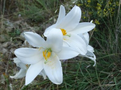 Lilium candidum, photographed by Kostas Zontanos