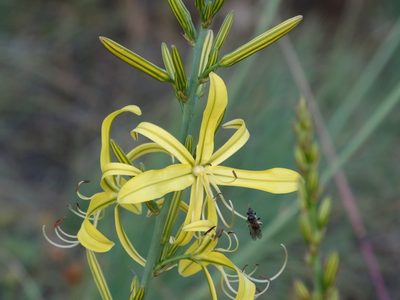 Asphodeline liburnica, photographed by Kostas Zontanos