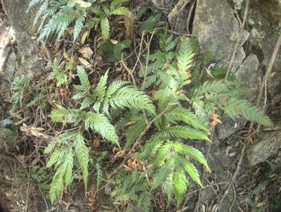 Pteris carsei, photographed by Paul Bell-Butler