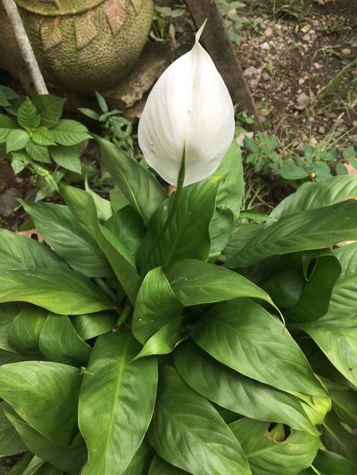 Spathiphyllum wallisii, photographed by Denisse Acosta