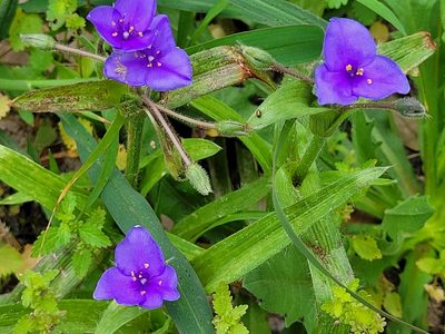 Tradescantia hirsutiflora, photographed by johnyochum