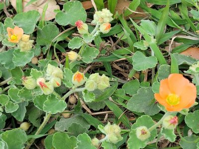 Sphaeralcea lindheimeri, photographed by johnyochum