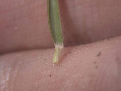 Zoysia minima, photographed by Paul Bell-Butler