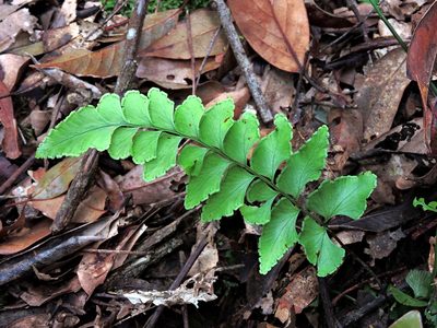 Lindsaea javanensis, photographed by Jacy Chen