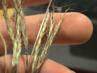 Bothriochloa macra, photographed by Paul Bell-Butler