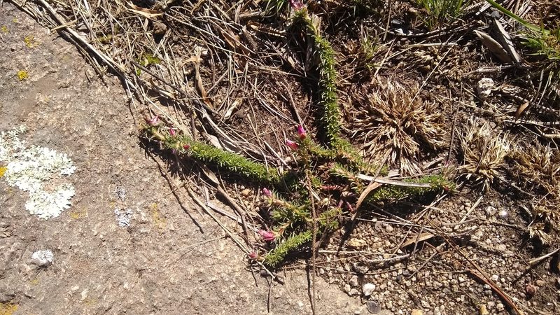 Portulaca eruca, photographed by Tomás Carranza Perales