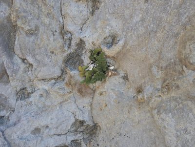 Hymenasplenium trapeziforme, photographed by Paul Bell-Butler