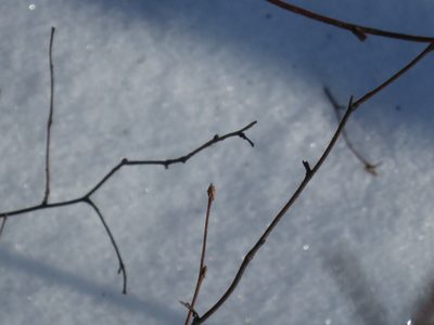 Betula davurica, photographed by Repina Tatyana