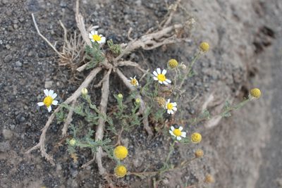 Cladanthus mixtus, photographed by Étienne Lacroix-Carignan