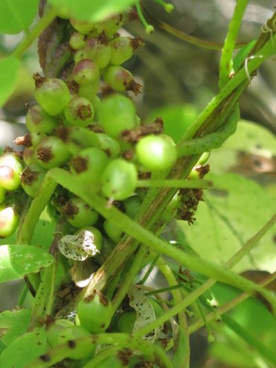 Cuscuta japonica, photographed by Repina Tatyana