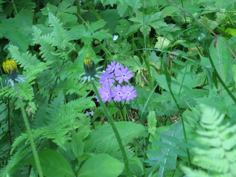 Primula sieboldii, photographed by Repina Tatyana