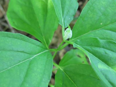 Vincetoxicum acuminatifolium, photographed by Repina Tatyana
