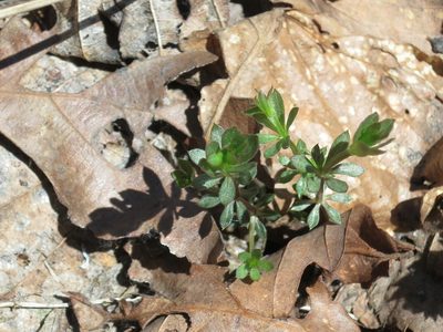 Galium dahuricum, photographed by Repina Tatyana