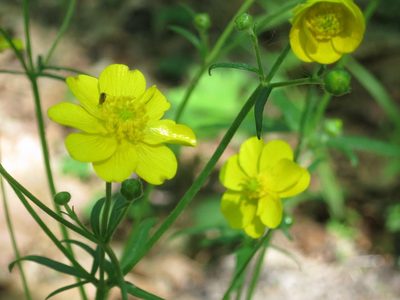 Ranunculus japonicus, photographed by Repina Tatyana