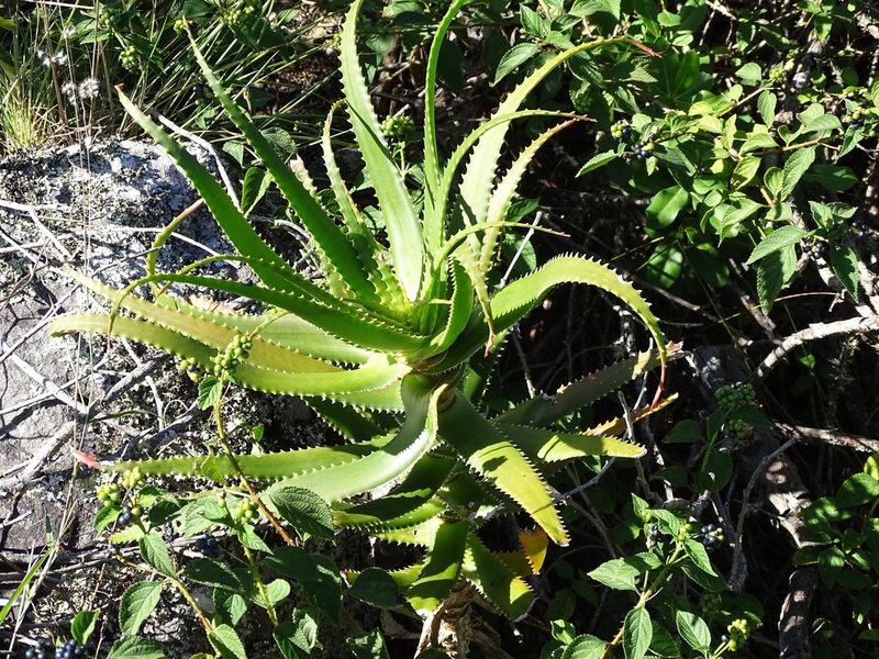 Aloe pluridens, photographed by Shaun Swanepoel