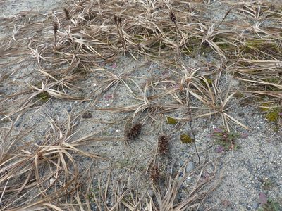 Carex macrocephala, photographed by J Straka