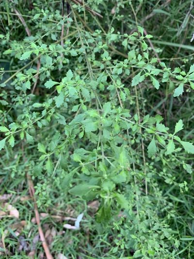 Prostanthera incisa, photographed by Guy Taseski