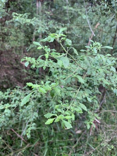 Prostanthera incisa, photographed by Guy Taseski