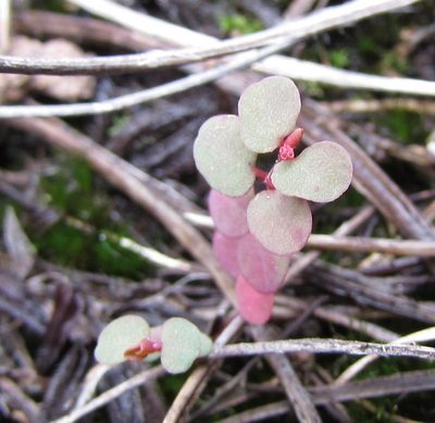 Euphorbia spellenbergiana, photographed by Carlos Martorell