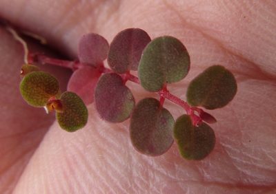 Euphorbia spellenbergiana, photographed by Carlos Martorell