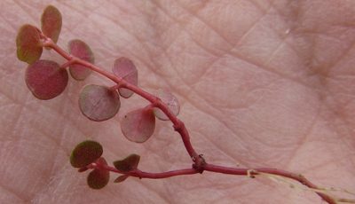 Euphorbia spellenbergiana, photographed by Carlos Martorell