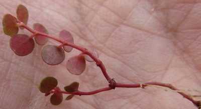 Euphorbia spellenbergiana, photographed by Carlos Martorell