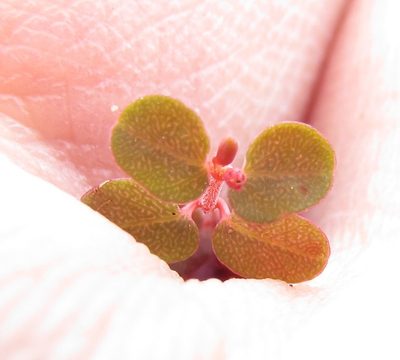 Euphorbia spellenbergiana, photographed by Carlos Martorell
