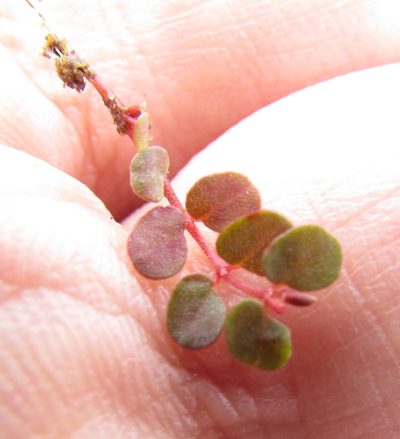 Euphorbia spellenbergiana, photographed by Carlos Martorell