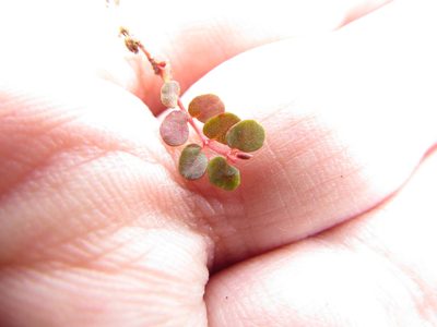 Euphorbia spellenbergiana, photographed by Carlos Martorell
