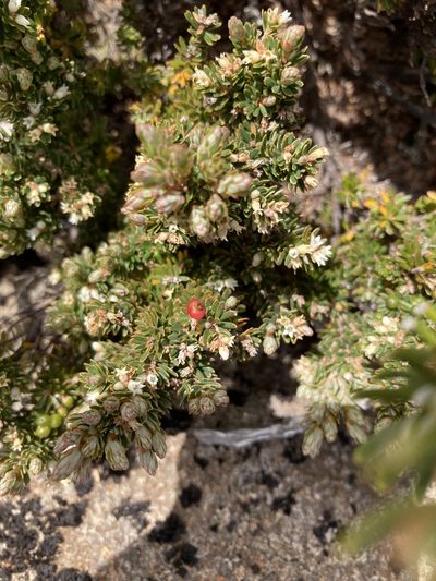 Acrothamnus montanus, photographed by krumpianking