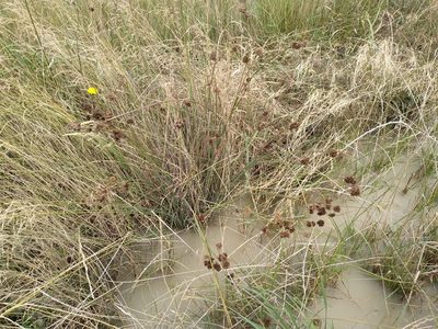 Juncus australis, photographed by Leon Perrie