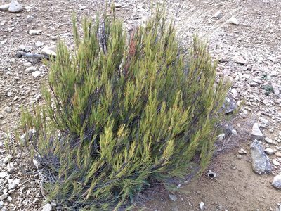 Dracophyllum acerosum, photographed by Leon Perrie