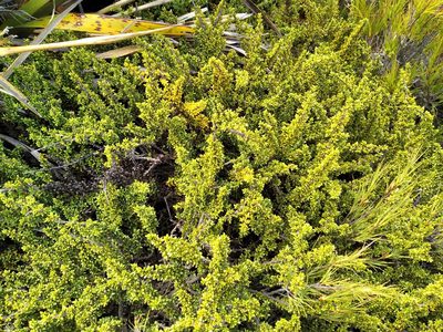 Coprosma fowerakeri, photographed by Leon Perrie